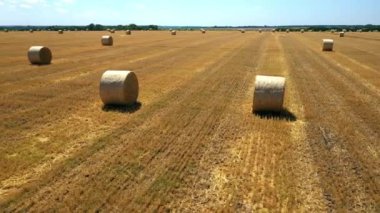 Hasat edilen altın buğday tarlasında saman balyaları