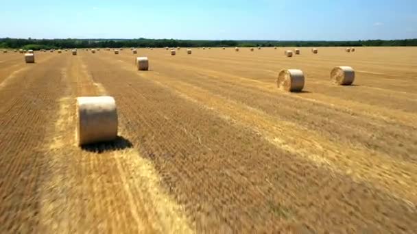 Тюки сена на собранном золотом пшеничном поле — стоковое видео