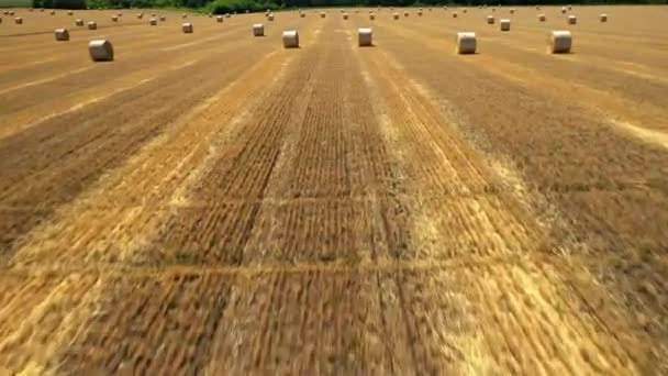 Balar av hö på skördat gyllene vetefält — Stockvideo