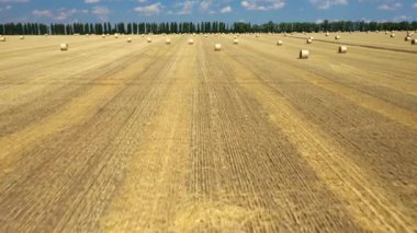 Hasat edilen altın buğday tarlasında saman balyaları