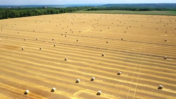 Pacas de heno en el campo de trigo dorado cosechado — Vídeo de stock