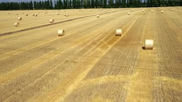 Balle di fieno sul campo di grano dorato raccolto — Video Stock