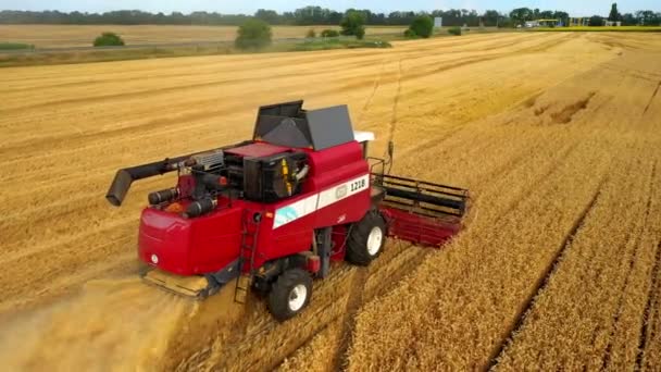 Combine Harvester Harvests Golden Wheat. Agriculture. Prores, Slow Motion. Shooting from the air — Stock Video