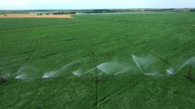 Alan sisteminin sulanması. Yeşil bitkilerin üzerinde güzel su ırmakları