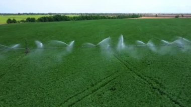 Alan sisteminin sulanması. Yeşil bitkilerin üzerinde güzel su ırmakları