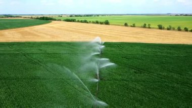 Alan sisteminin sulanması. Yeşil bitkilerin üzerinde güzel su ırmakları