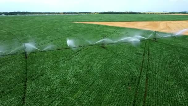 Sistema de riego de campos. Hermosos arroyos de agua sobre plantas verdes — Vídeo de stock