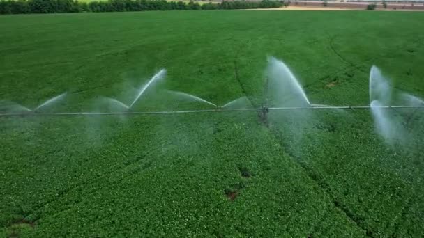 Système d'irrigation des champs. Beaux ruisseaux d'eau sur les plantes vertes — Video