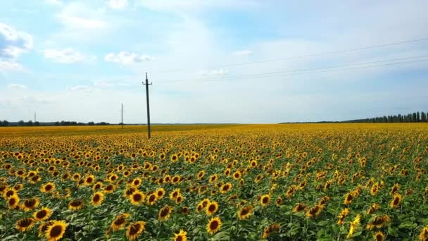 Zonnebloem veld achtergrond op de zomer zonsondergang. Luchtfoto van drone van gele zonnebloemen veld — Stockvideo