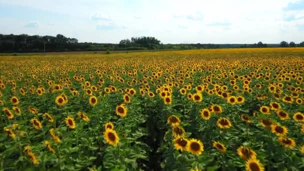 Campo di girasole sfondo sul tramonto estivo. Vista aerea da drone di campo girasoli gialli — Video Stock