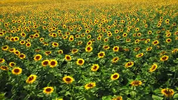 Fond de champ de tournesol sur le coucher du soleil d'été. Vue aérienne depuis un drone de champ de tournesols jaunes — Video