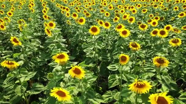 Fondo del campo de girasol en el atardecer de verano. Vista aérea desde el dron del campo amarillo de girasoles — Vídeos de Stock