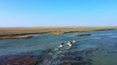 Geyiklerin sonbahar bozkırlarındaki hava manzarası, sonbahar bozkırlarındaki geyik sürüsü, bozkır bozkırlarındaki geyik sürüsü, vahşi doğadaki geyiklerin hava manzarası.