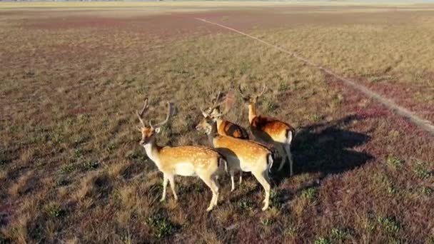 Luchtfoto van herten in de herfst steppe, sika herten in de herfst steppe, Hertenhert in de herfst steppe luchtfoto, luchtfoto van herten in het wild — Stockvideo