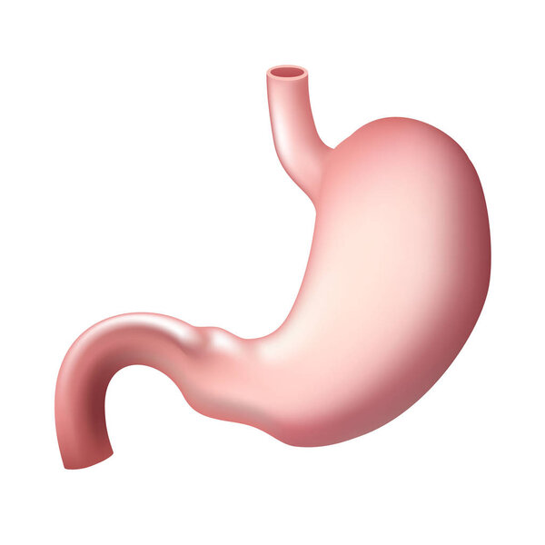 Human stomach isolated icon.