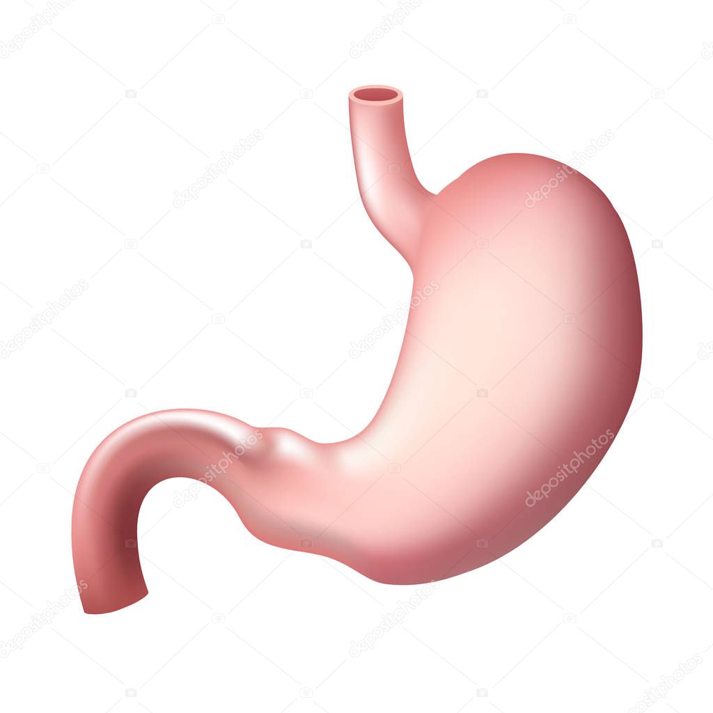 Realistic Human stomach isolated. Digestive system . Template for your design
