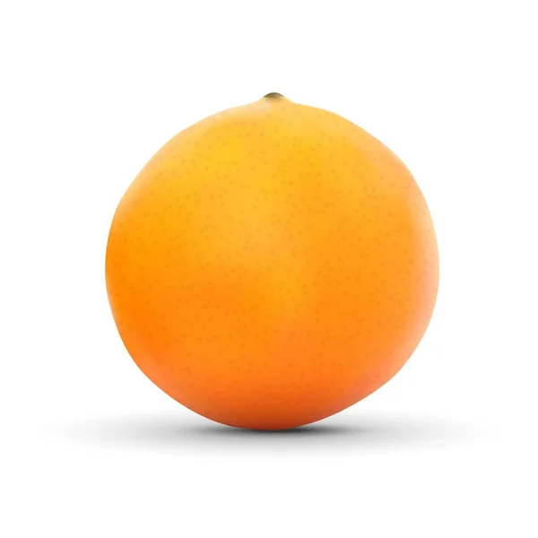 Orange réaliste isolé sur fond blanc . — Image vectorielle