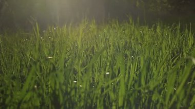 Gün batımı görünümü karşı yeşil kamışı rüzgar yanıp söner ve sarı ışınları ile devam.