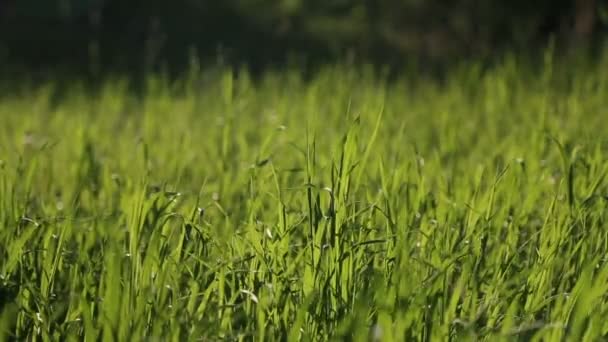 Hierba movida por el viento débil en un día soleado — Vídeos de Stock
