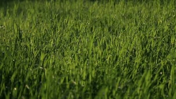 Трава движется слабым ветром в солнечный день — стоковое видео