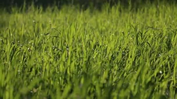 Трава, переміщена слабким вітром в сонячний день — стокове відео