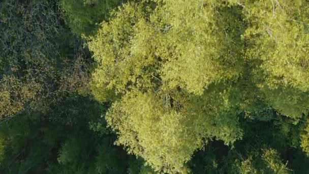 Drohne über dem nordeuropäischen Wald abgeschossen — Stockvideo