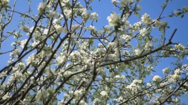 Bir dal üzerinde beyaz elma çiçek tomurcukları için kapatın. Bahar bahçesinde çiçek açan elma ağacı çiçekli çiçeklenme closeup. Yavaş çekim. Sığ Dof. Bahar günü. Mavi gökyüzü