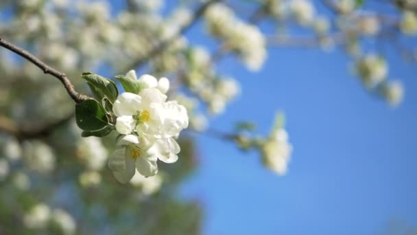 Cierre para arriba para los brotes blancos de la flor de manzana en una rama. Primer plano sobre la floración de flores en flor de manzano en el jardín de primavera. En cámara lenta. DOF poco profundo. Primavera. Cielo azul — Vídeo de stock