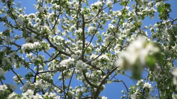 Feche para botões de flor de maçã brancos em um ramo. Feche-se na flor florescente de flores florescentes de árvore de maçã no jardim de primavera. Movimento lento. DOF superficial. Dia da Primavera. Céu azul — Vídeo de Stock