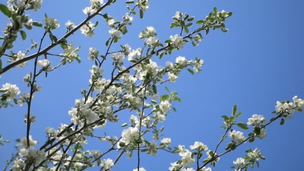 Cierre para arriba para los brotes blancos de la flor de manzana en una rama. Primer plano sobre la floración de flores en flor de manzano en el jardín de primavera. En cámara lenta. DOF poco profundo. Primavera. Cielo azul — Vídeos de Stock
