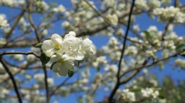 Bir dal üzerinde beyaz elma çiçek tomurcukları için kapatın. Bahar bahçesinde çiçek açan elma ağacı çiçekli çiçeklenme closeup. Yavaş çekim. Sığ Dof. Bahar günü. Mavi gökyüzü