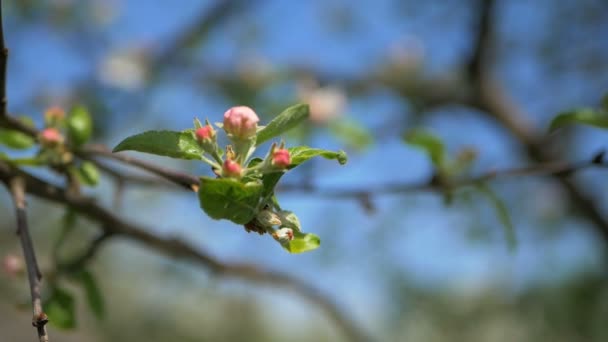 Close up for white apple flower buds on a branch. Closeup on flowering bloom of apple tree blossoming flowers in spring garden. Slow motion. Shallow DOF. Spring day. Blue sky — Stock Video