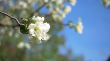 Bir dal üzerinde beyaz elma çiçek tomurcukları için kapatın. Bahar bahçesinde çiçek açan elma ağacı çiçekli çiçeklenme closeup. Yavaş çekim. Sığ Dof. Bahar günü. Mavi gökyüzü