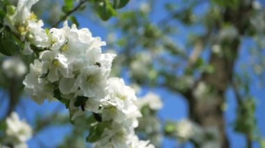 Bir dal üzerinde beyaz elma çiçek tomurcukları için kapatın. Bahar bahçesinde çiçek açan elma ağacı çiçekli çiçeklenme closeup. Yavaş çekim. Sığ Dof. Bahar günü. Mavi gökyüzü