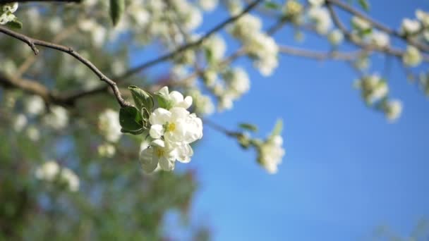 Cierre para arriba para los brotes blancos de la flor de manzana en una rama. Primer plano sobre la floración de flores en flor de manzano en el jardín de primavera. En cámara lenta. DOF poco profundo. Primavera. Cielo azul — Vídeos de Stock