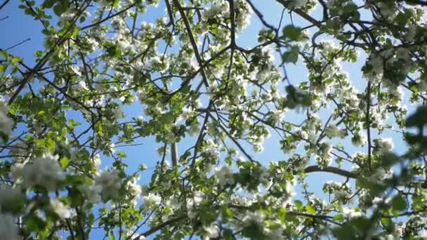 Close up for white apple flower buds on a branch. Closeup on flowering bloom of apple tree blossoming flowers in spring garden. Slow motion. Shallow DOF. Spring day. Blue sky — ストック動画