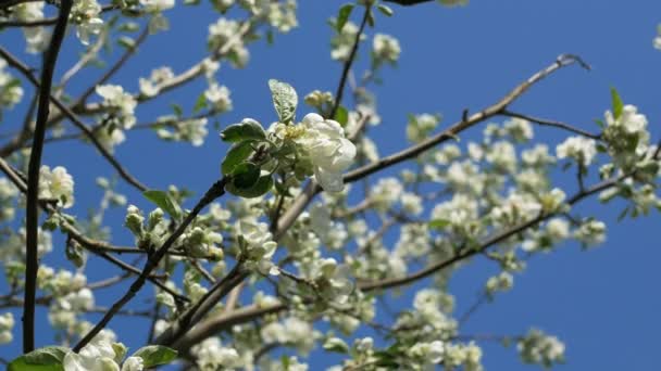 Chiuda per gemme di fiore di mela bianche su un ramo. Primo piano su fiore fiorito di melo che fiorisce fiori in giardino di primavera. Al rallentatore. Poco profondo del DOF. Giornata di primavera. Cielo blu — Video Stock