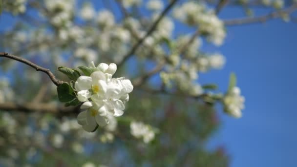 Nahaufnahme für weiße Apfelblütenknospen an einem Zweig. Nahaufnahme auf blühenden Blüten von Apfelbaumblüten im Frühlingsgarten. Zeitlupe. flach dof. Frühlingstag. blauer Himmel — Stockvideo