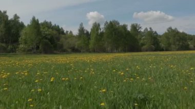 muazzam panorama sonsuz çiçeklenme karahindiba alan ve kabarık beyaz bulutlar ile resimsel gökyüzü altında uzak orman