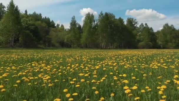 Enorm panorama oändliga blommande maskros fältet och avlägsen skog under bildmässigt himmel med bouffant vita moln — Stockvideo