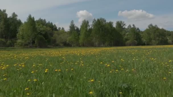 Enorm panorama oändliga blommande maskros fältet och avlägsen skog under bildmässigt himmel med bouffant vita moln — Stockvideo