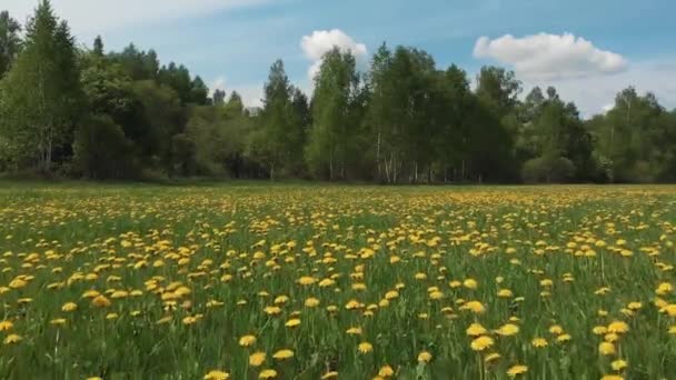 Letecký průzkum. Fantastické panoráma nekonečné kvetoucí vlhké pole a vzdálený Les pod obrazovou oblohou s bílými mračny — Stock video