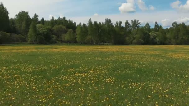 Enorm panorama oändliga blommande maskros fältet och avlägsen skog under bildmässigt himmel med bouffant vita moln — Stockvideo