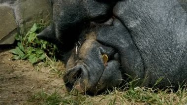 Siyah domuz, dinlenme, duvara yakın uyku, güneşli bir günde. Kavram: ekoloji, hayvancılık, tarım, çevre, temiz hava, domuz bir aile.