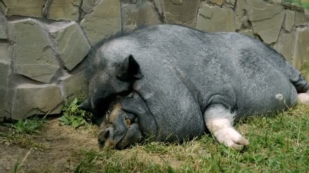 Javali negro, descansando, dormindo perto da parede, em um dia ensolarado. Conceito: ecologia, pecuária, agricultura, meio ambiente, ar puro, uma família de porcos . — Vídeo de Stock