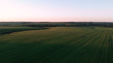 Yeşil filizlerle tarlanın havadan incelemesi. Hava fotoğrafçılığından kalma buğday tarlası. Tarım. Tahıl ekinleri. Sınırsız yeşil alanlar.
