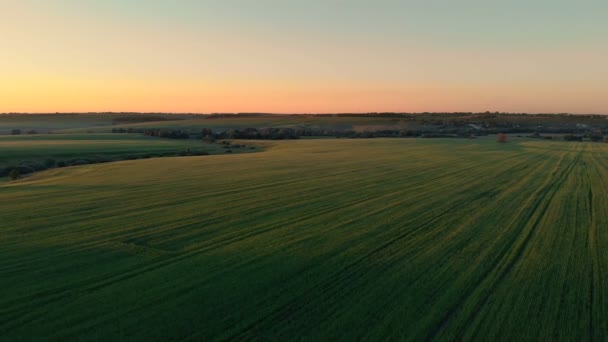 Relevé aérien du champ avec pousses vertes. Champ de blé d'hiver de la photographie aérienne. L'agriculture. Des céréales. Champs verts sans limites .