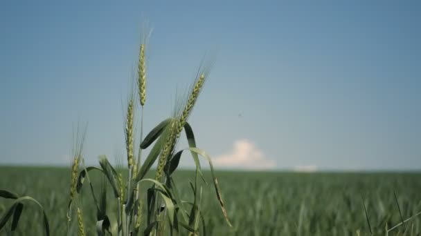 Espiguillas de trigo verde balanceándose en el viento. Espiguillas de trigo de cerca. Viento soplando en el trigo . — Vídeo de stock
