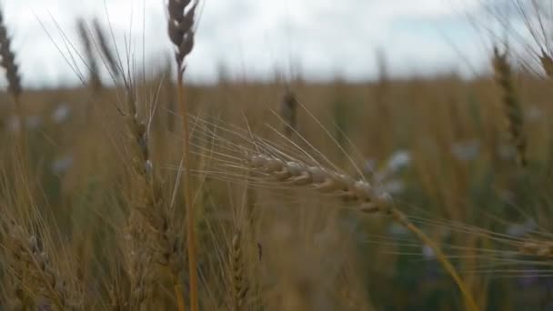 Campo de trigo maduro contra el cielo azul. Las espiguillas del trigo con el grano sacuden el viento. cosecha de grano madura en verano. concepto de negocio agrícola. trigo respetuoso del medio ambiente — Vídeos de Stock