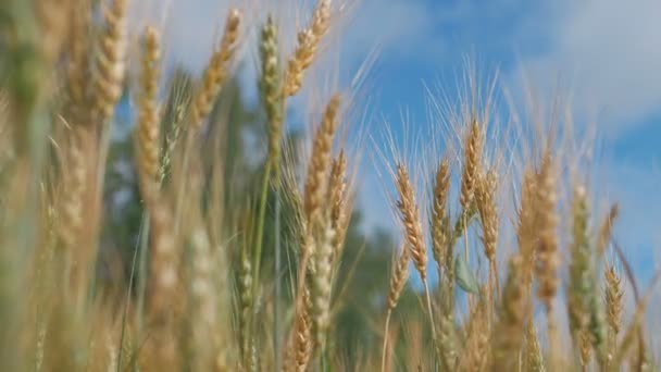 Campo de trigo amadurecendo contra o céu azul. Espiguetas de trigo com o vento de tremores de grão. colheita de grãos amadurece no verão. conceito de negócio agrícola. trigo amigo do ambiente — Vídeo de Stock